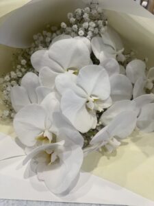 Stunning philanopsis you can get