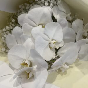 Stunning philanopsis you can get